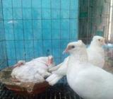 কালদোম ও লোটনের বাচ্চà¦