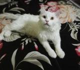 Maincoon Pure white (odd eye) male