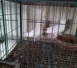 কাগজী চুইটাল কবুতর Pigeon