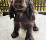 English Cocker Spaniel