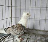 সারটিন রানিং নà¦