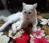 Persian