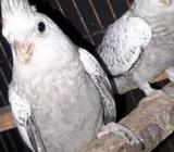 Cockatiel