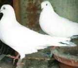 ইন্ডিয়ান কালদম রানিং কবুতর,,পিওর জোড়া
