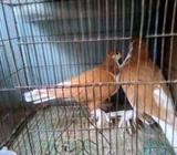 শিরাজী রানিং জোড়à¦