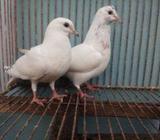 জিরা গলা গিরিবাজ কবুতà¦