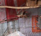 jambo finch for sell