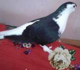 কালো সিরাজি (মাদি