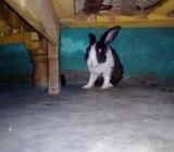 Rabbit