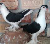 কলো লাহরà§