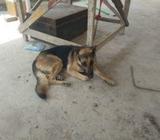 gsd male