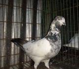 একটা রামপুরি মদ্দা কবুতর বিক্রি হবà§