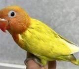 Yellow opline fisher lovebird ( লাভবার্ড