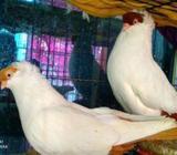 হেলমেট কবুতর (রানিং পেয়ার