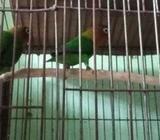 রানিং লাভ বার্ডà¦
