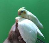Lotino pair