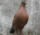 পিওর অরেন্জ চিলà¦