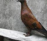 চিলা চুইঠাà¦