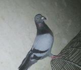হোমা রেসার নর Pigeon