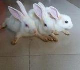 RABBITS SELL POST