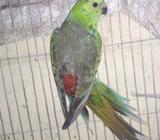 Rump Parakeet Male