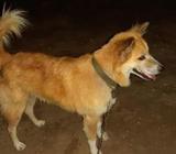 lacha male