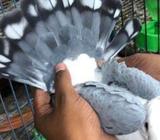 Pigeon/ কবুতর ডিম বাচ্চা খাচা সহ সেà¦