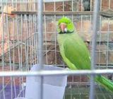 Indian ring neck পাখি বিক্রà§
