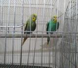 এডাল্ট বাজীগাà¦