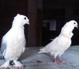 সাটিন+আউà¦