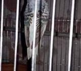 ১টা রানিং Female বাজিগর সেল হবেà¥