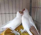 হেলমেট ১টা নà¦