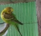 পোষা পাখà¦