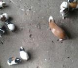 Guinea Pig