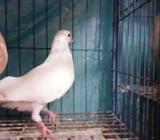 গোল্লা নà¦