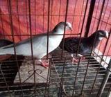 সাত পিছ-কবুতরের বাচ্চাবিক্রà§