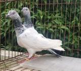 Pigeons
