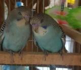 Budgie / bazrika