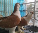 Golden সিরাজà¦
