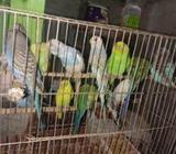 বারজিগাà¦