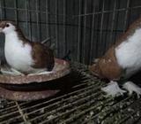 লাহরী সিরাজà¦