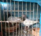খাচা সহ বিক্রি করা হবে এক জোরা গ্রিবাজ কবুতà¦