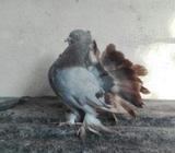 মাদী লক্ষা বিক্রি হবà§