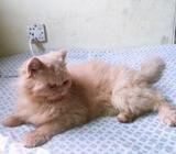 Male persian