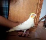 ককাটিল/Cockatiel