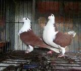 রানিং সিরাজী পেয়াà¦