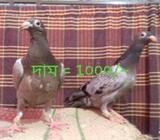 রেসার বেবà¦