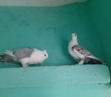 ঝারনা সারটিং পিয়র এক জোড়া।৪ মাস বয়সà¥