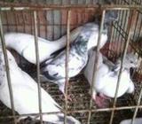 গিরীবাজ রানিং কবুতà¦