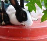 Rabbit
